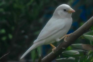 În australia, a fost posibil să fotografiați vrabia albă